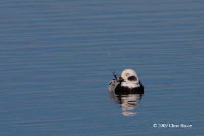 Long-tailed Duck (winter male)
