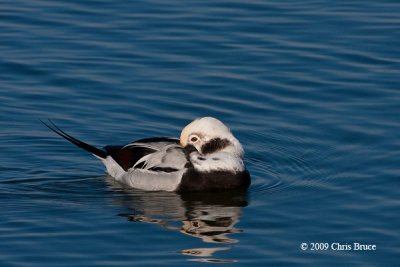 Long-tailed Duck (winter male)