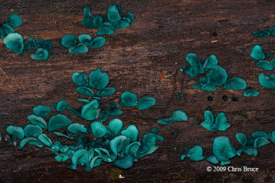 Blue Stain Fungi (Chlorociboria aeruginescens)