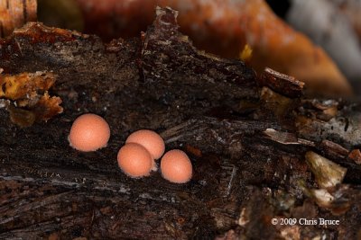 Slime Mould (Lycogalae pidendrum - young)