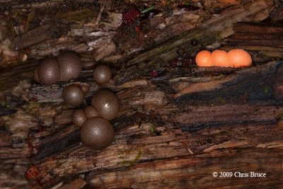Slime Mould (Lycogalae pidendrum - old)