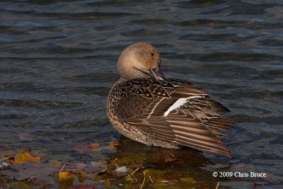 Northern Pintail (female)
