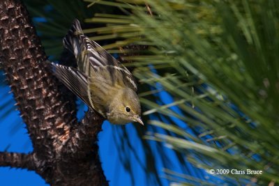 Blackpoll Warbler (fall)