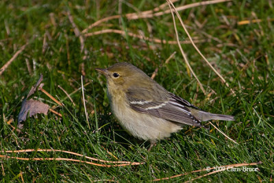 Blackpoll Warbler (fall)