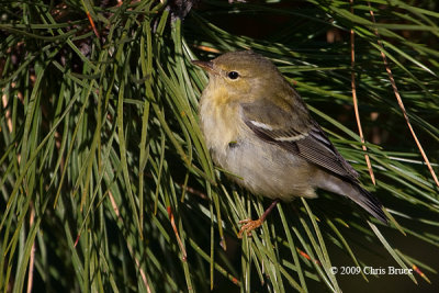 Blackpoll Warbler (fall)