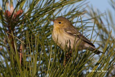 Blackpoll Warbler (fall)