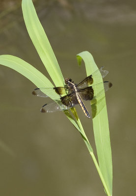 Dragonfly 2