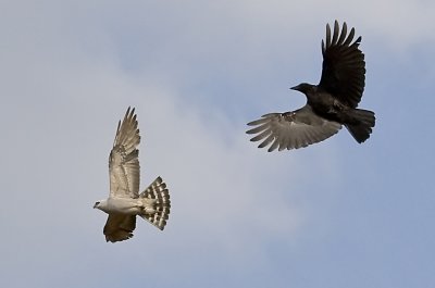 Crow versus Kite