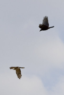 Crow versus Kite 1 second later