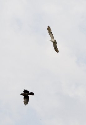 Crow versus Kite 1 more second