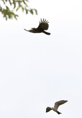 Crow versus Kite 9 more seconds