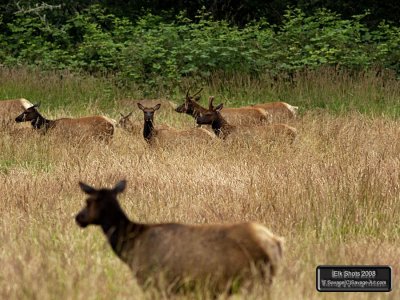 Elk Shots 2008