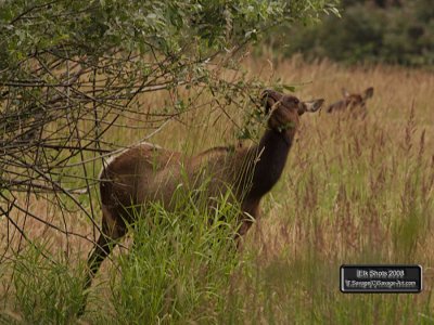 Elk Shots 2008