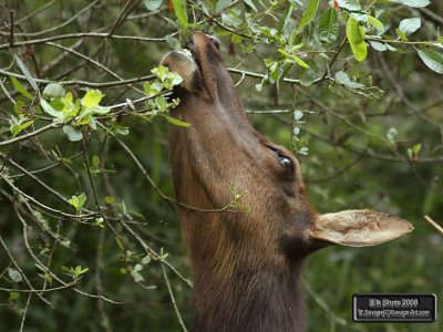 Elk Shots 2008