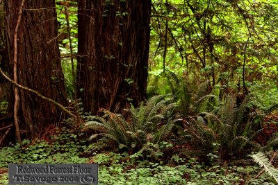 Redwoods & Forest Floor