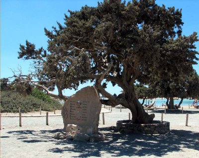 Elifonisis