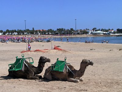 Camels on the Beach