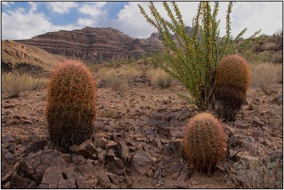 Cacti On the Canyon Floor