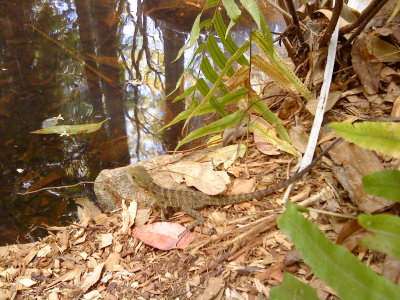 Water Dragon @ Alma Park Zoo