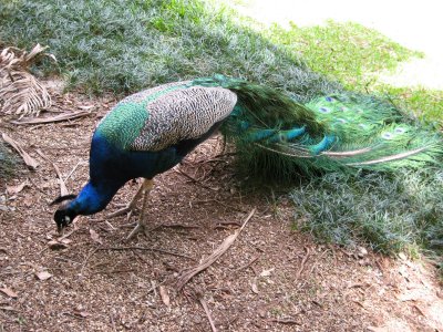 IMG_0170.jpg