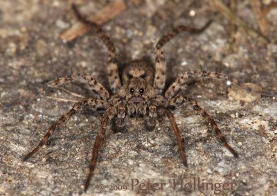 Wolf Spider on Stone Wall
