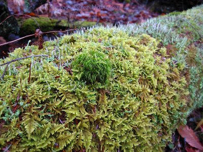 Mosses and Lichens