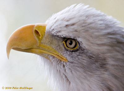 Eagle-Eye