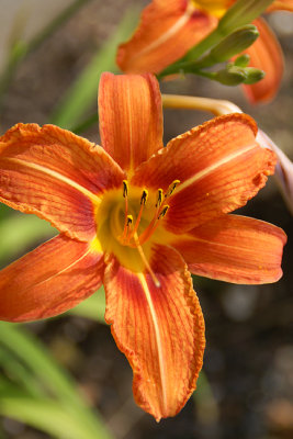 Machine Shop garden, orange lily detail