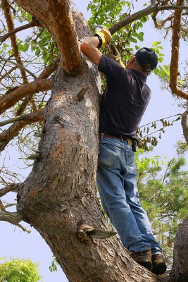 Andy White in the twisted pitch pine