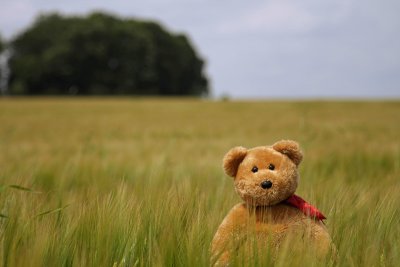 Barley fields