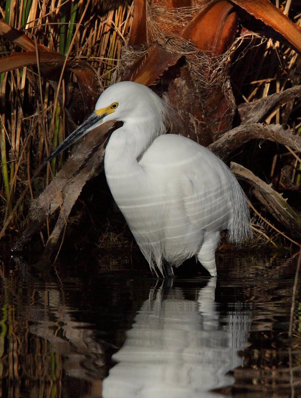 Snowy  Egret_MG_6721 spb.jpg