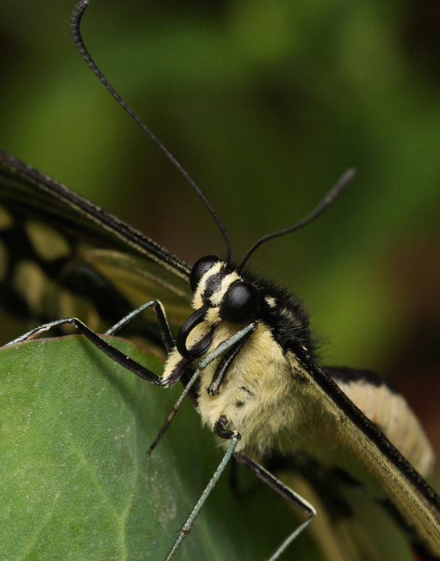 ??? Butterfly IMG_1700.jpg