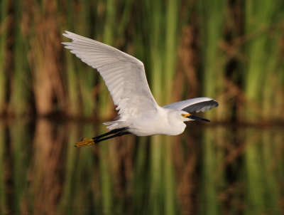 Snowy  Egret_ IMG_3458 spb.jpg