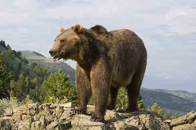 Grizzly surveys