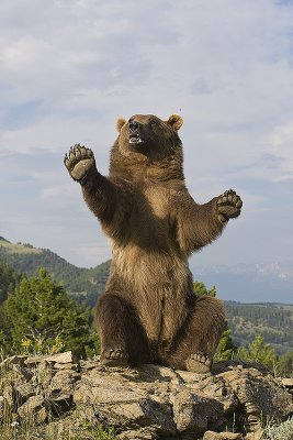 Grizzly sits