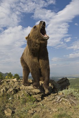 Grizzly roars