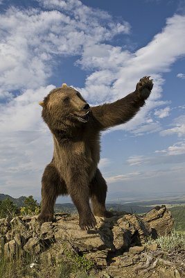 Grizzly gestures