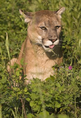 Lion pauses