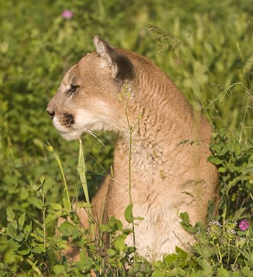 Lion checks the side