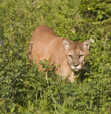 Lion prowls