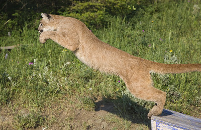 Lion jumps