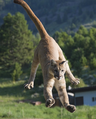 The tail helps in landing