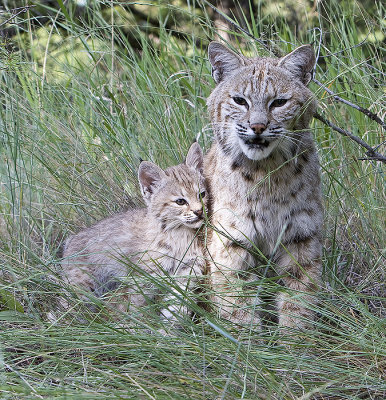 Bobcat Baby rests against Mom