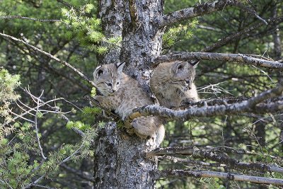 Babies in tree