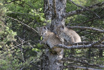 Babies in tree