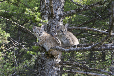 Babies in tree