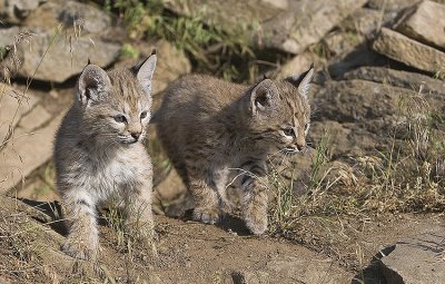 Babies walking