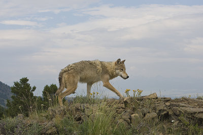 Wolf prowling