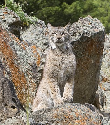 North American Lynx