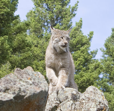 North American Lynx